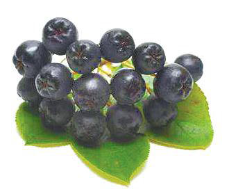 不老莓.png 不老莓.png