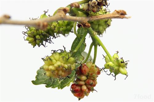 桑树.jpg 桑树.jpg